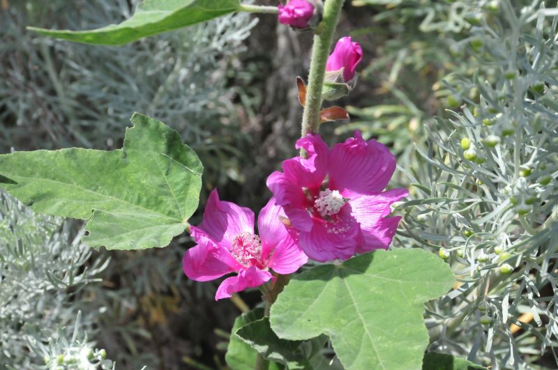 Lavatera olbia / Malvone perenne
